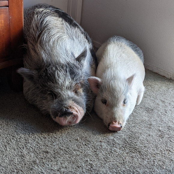 Meet your Posher, Robin - Picture 4 of 4